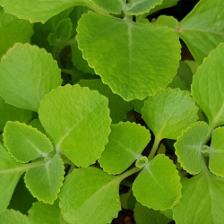 Gros thym antillais plante doliprane éfferalgan