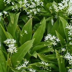 copy of Plante de patchouli Pogostemon cablin