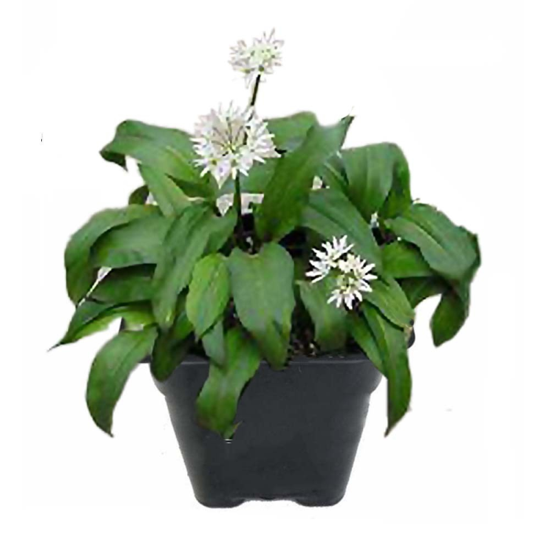 Ail des ours en godet