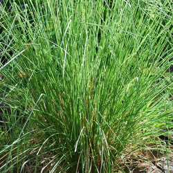 copy of Plante de patchouli Pogostemon cablin