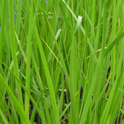 copy of Plante de patchouli Pogostemon cablin