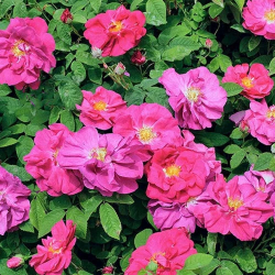 copy of Plante de patchouli Pogostemon cablin