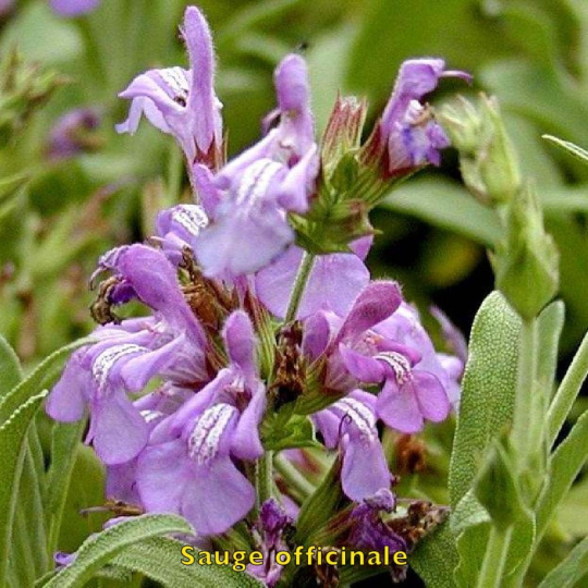 Sauge officinale biologique