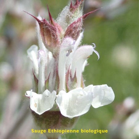 Sauge Ethiopienne biologique