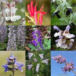 copy of Plante de patchouli Pogostemon cablin