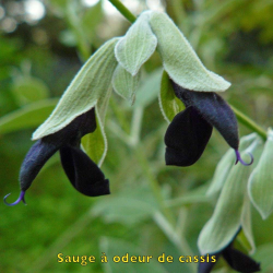 copy of Plante de patchouli Pogostemon cablin