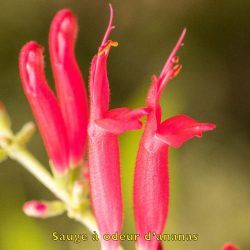 copy of Plante de patchouli Pogostemon cablin