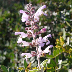 copy of Plante de patchouli Pogostemon cablin