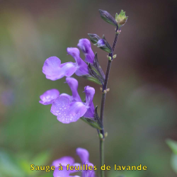 Sauge à  feuilles de lavande biologique