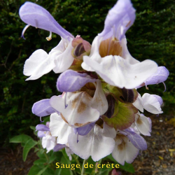 Sauge de crète biologique