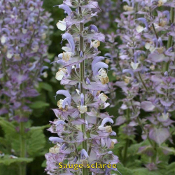 copy of Plante de patchouli Pogostemon cablin