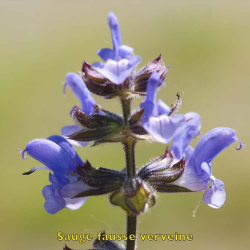 Sauge fausse-verveine biologique