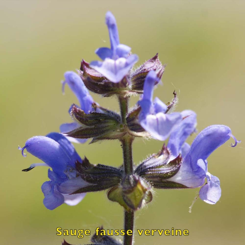 Sauge fausse-verveine biologique