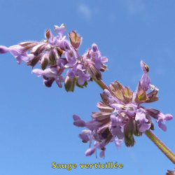 copy of Plante de patchouli Pogostemon cablin