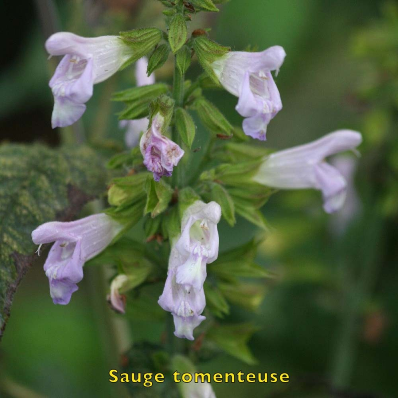 Sauge tomenteuse biologique