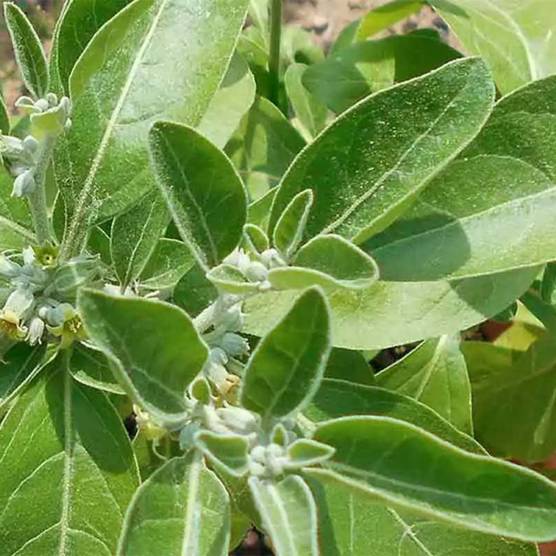 Ashwagandha plante sominifère
