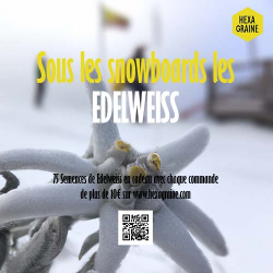 75 semences Edelweiss Biologique