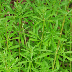 copy of Plante de patchouli Pogostemon cablin