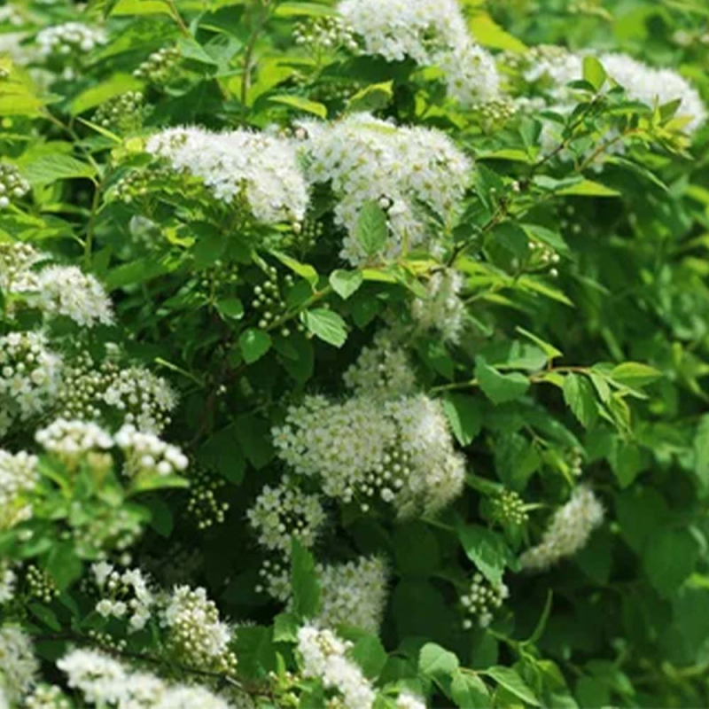 Plante d'aspirine biologique
