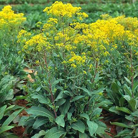 Plante de Pastel isatis tinctoria Biologique