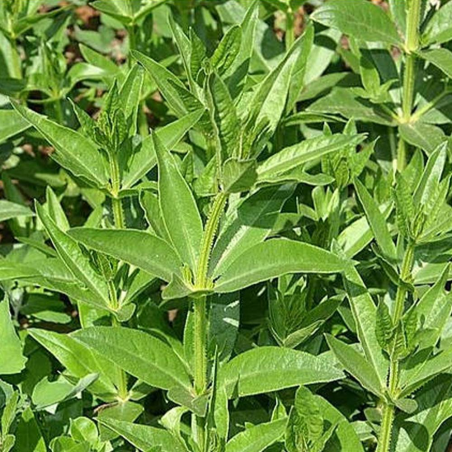 Garance des teinturiers Rubia tinctorum Biologique