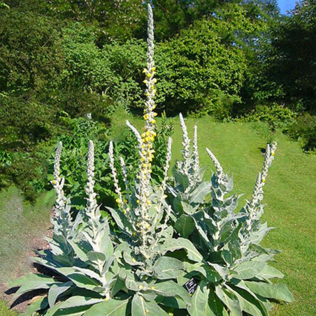 Molène commune biologique