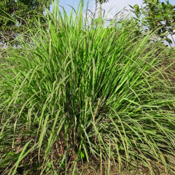 copy of Plante de patchouli Pogostemon cablin