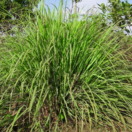 Citronnelle Lemon grass biologique