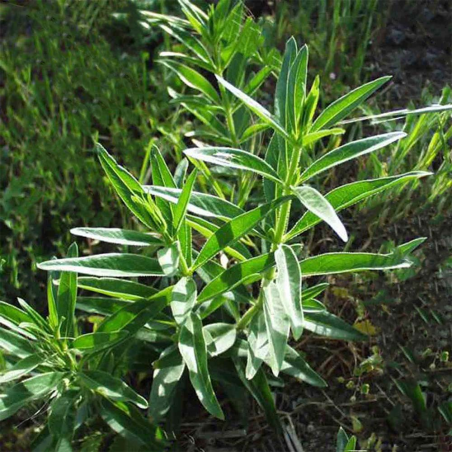 Madder plant