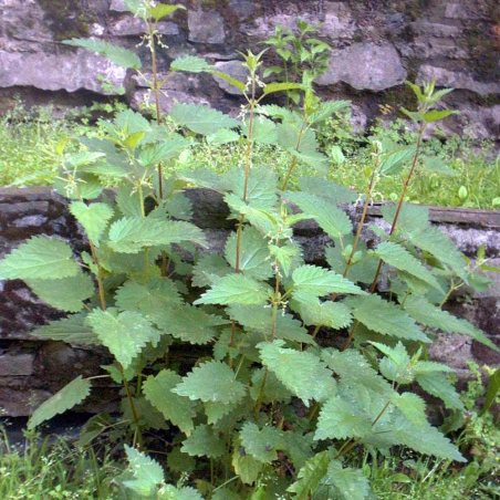 Stinging nettle plant