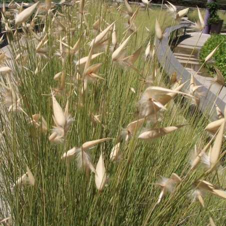 Corded esparto seeds