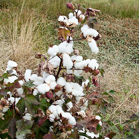 Gossypium herbaceum cotton seed