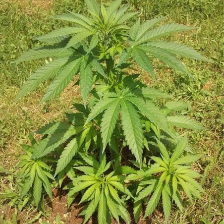 Cannabis sativa hemp seeds