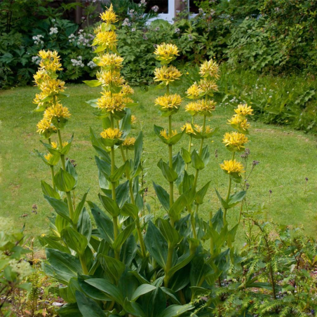 Semence de gentiane jaune biologique