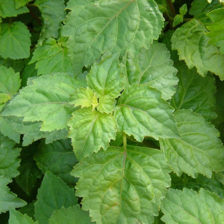 Plante patchouli