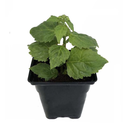 Plante de patchouli en godet