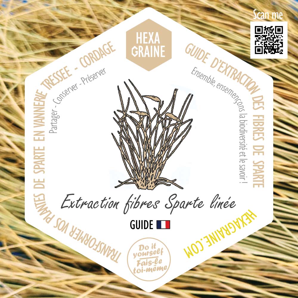 Guide d'extraction des fibres végétales de sparte pour vannerie