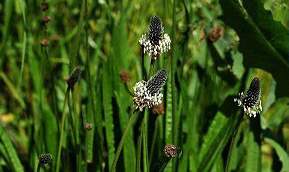 Plante utiles de plantin