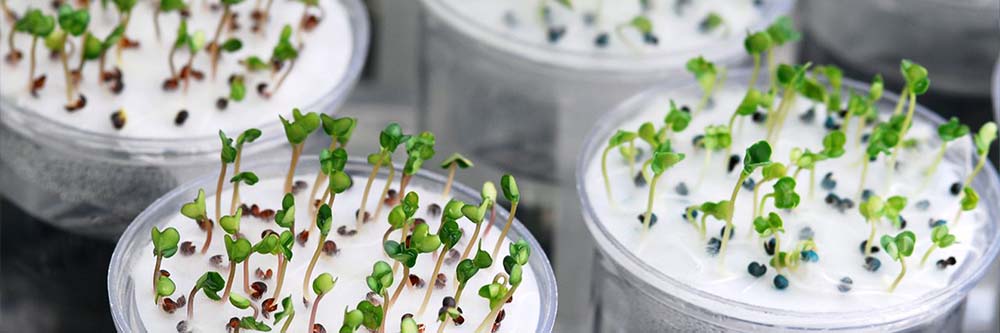 Germination sur coton boite de petri