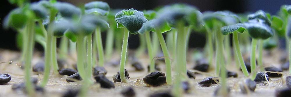 Germination sur coton