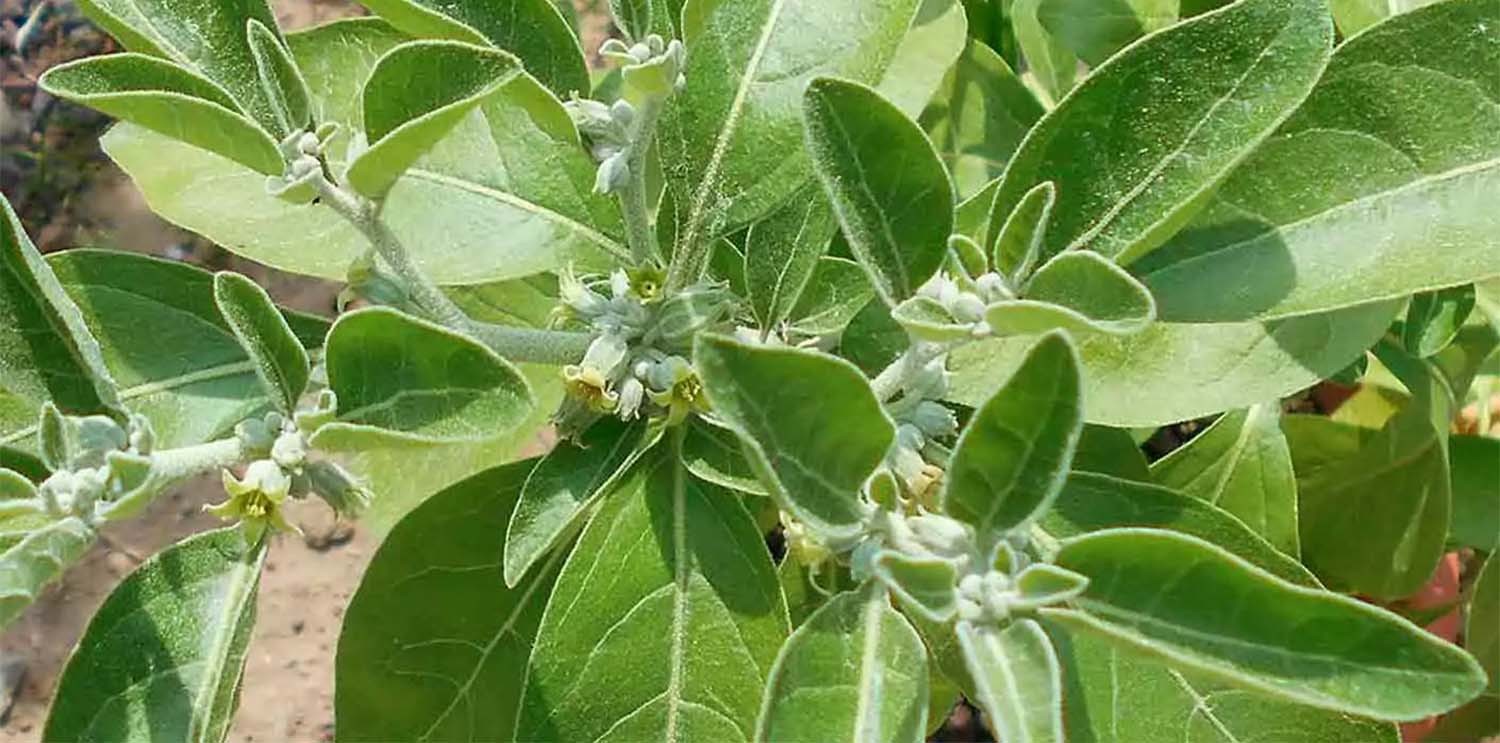 Plantation et transformation ashwagandha plante somnifère Hexagraine