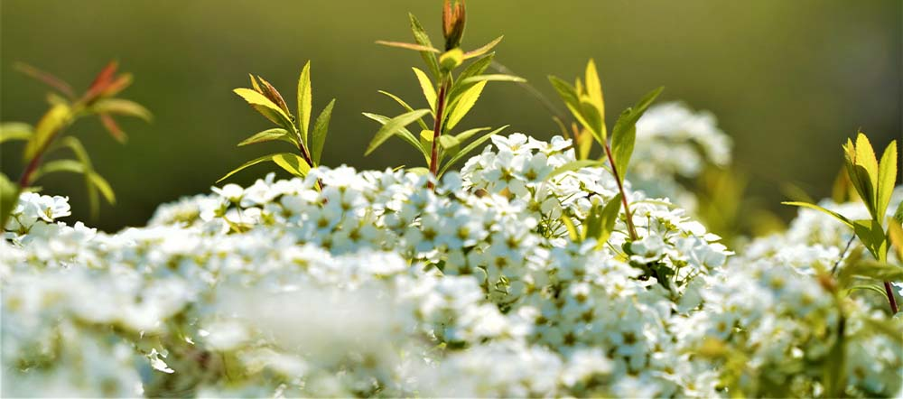 Plantation et transformation reine des près plante aspirine Hexagraine