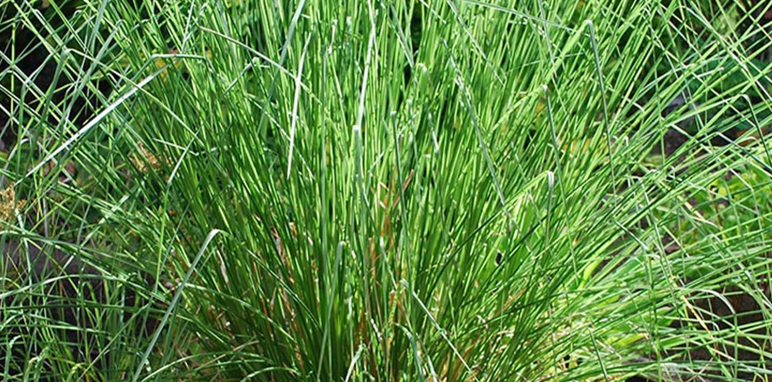 Plantation et transformation du vétiver Hexagraine